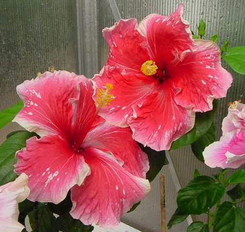 Fandango Francoise.jpg