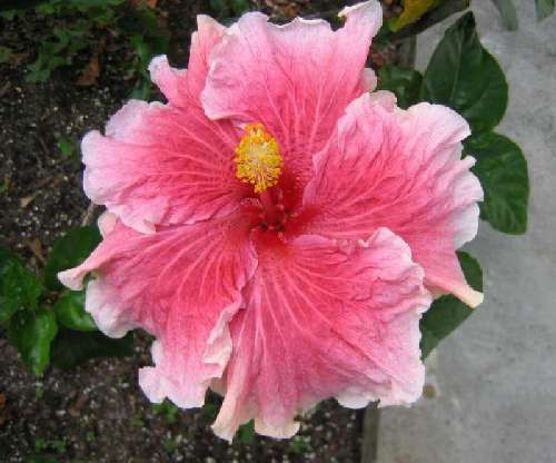 Fantasy_Charm LJ.jpg