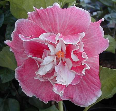 Fascinatin_Rhythm RJ.jpg