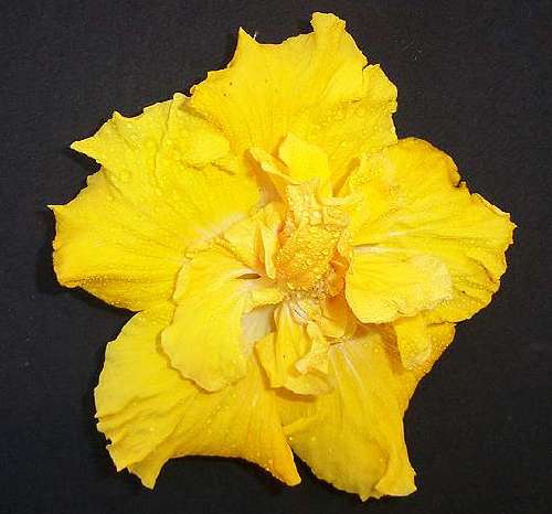 Fernberg_Sun RSDxHMN RMan1.jpg