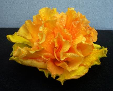 Fernberg_Sun RSDxHMN RMan2.jpg