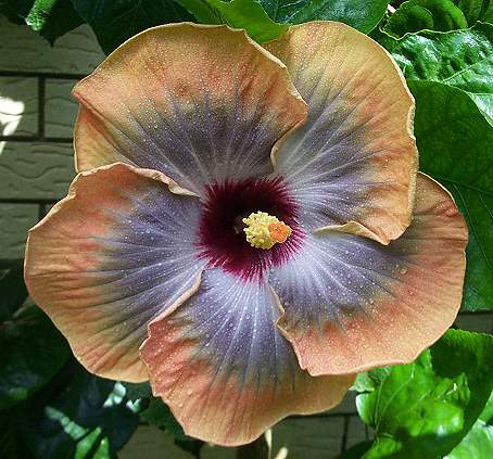 Fifth_Dimension RMan.jpg