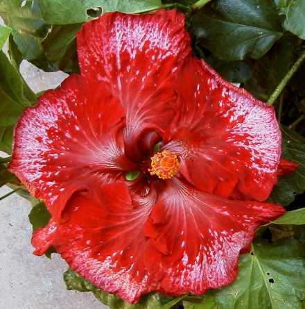 Flamenco_Double [Harvest_Moon x Dragons_Breath] FredW2.jpg