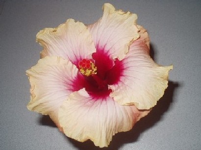 Flamingo_Flight BKerr.jpg