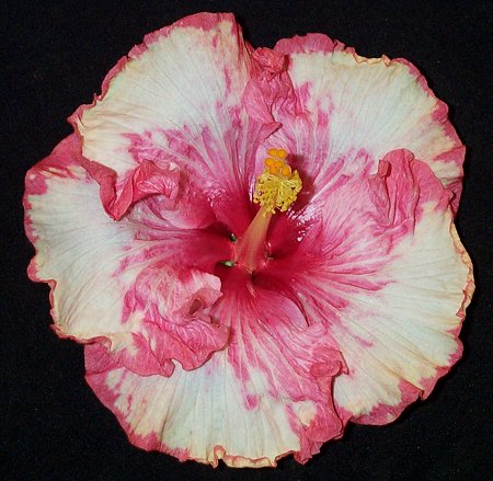 Frilly_Knickers JimP2.jpg