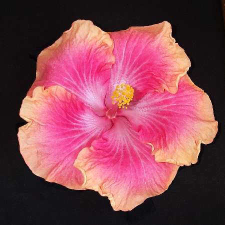 Impressions Rosalind x Centaur.jpg