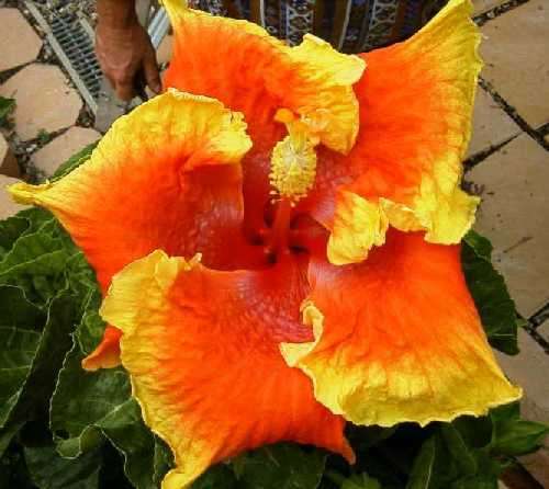 Ipswich_Centenary FredW.jpg