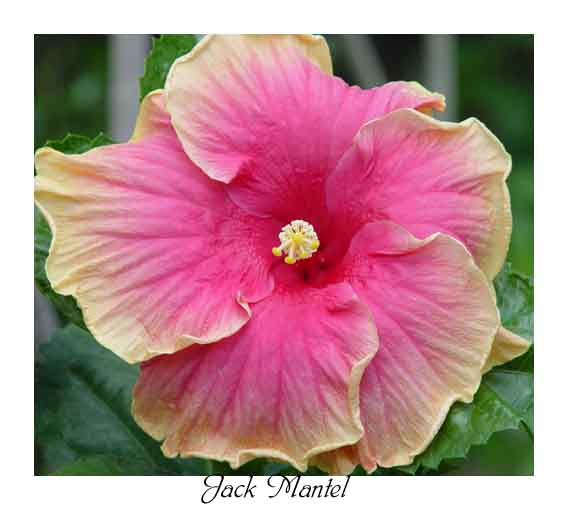 Jack_Mantel GeneP.jpg