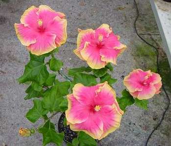 Jack_Mantell Francoise.jpg