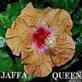 Jaffa_Queen.jpg