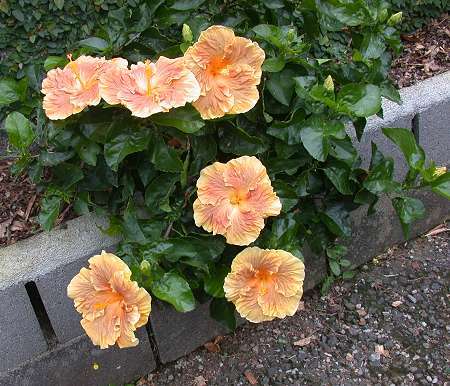 Karamello-bush RJ1.jpg