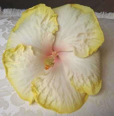 Keegan_Rhys FredW.jpg