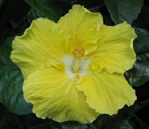 Kinchens_Yellow LarryJ.jpg