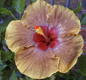 Knight_Rider FredW-JimP.jpg