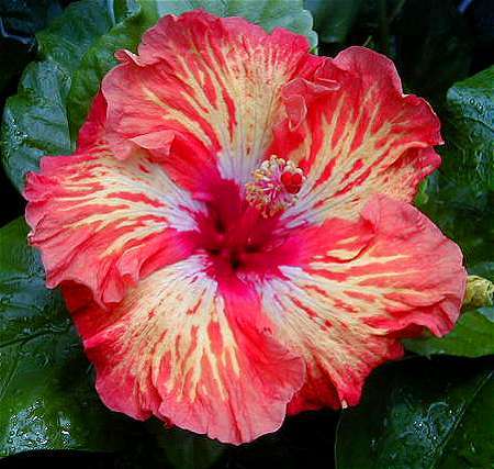 Lady_Cliento2 RJ.jpg