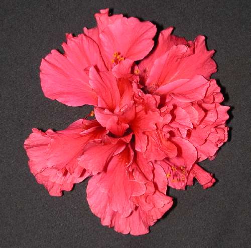 Landersii AKA Pride_of_Hankins.JPG