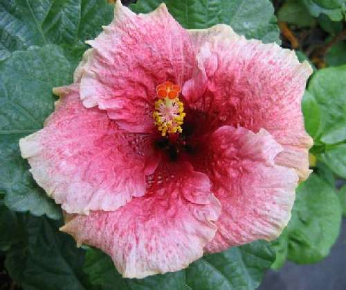 Laurie_Hughes LJ.jpg