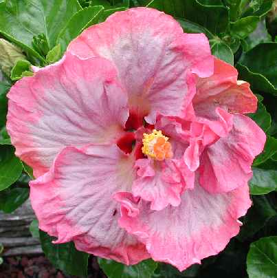 Lavender_Lady (NZ) BobRS.jpg