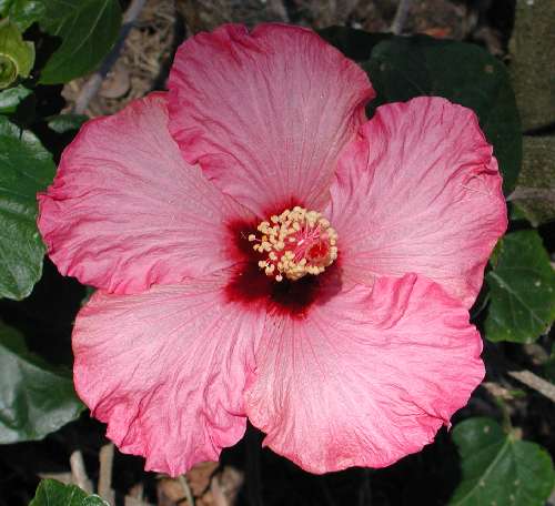 Lavender_Lady AKA Fuzzy_Eyeball.JPG