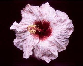 Lavender_Lady PatM.jpg