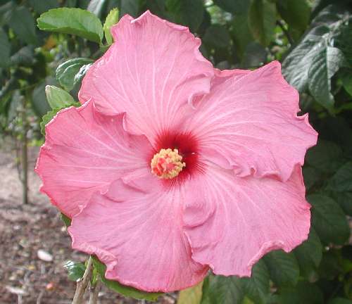 Lilac_Blush Maunder.jpg