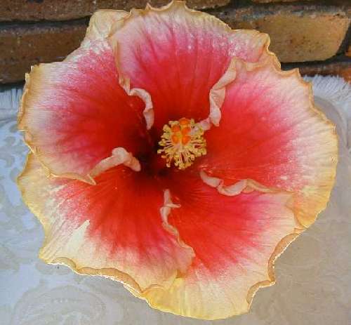 Lillian_Amy FredW2.jpg