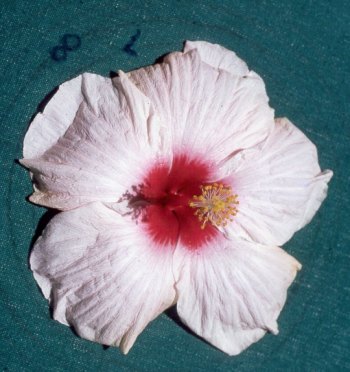 Lillian_Wilder AKA Apple_Blossom.jpg