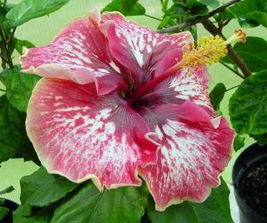 Lily_Torbert Francoise.jpg