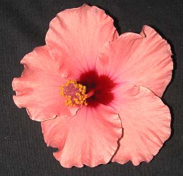 Little_Miss_Muffet Cheers.jpg