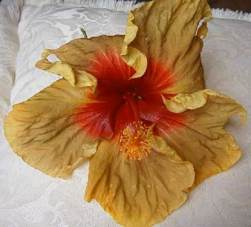 Lota_Bulls_Eye FredW.jpg