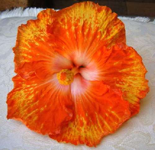 Lota_Firebird FredW.jpg