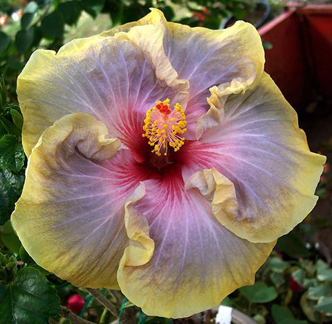 Louise_Bennet RCook3.jpg