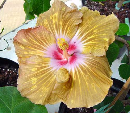 Lucky_Devil AKA Golden_Lotto Francoise.jpg