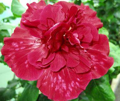 New_Idea Francoise.jpg