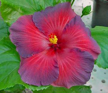 Night_Fire Francoise.jpg