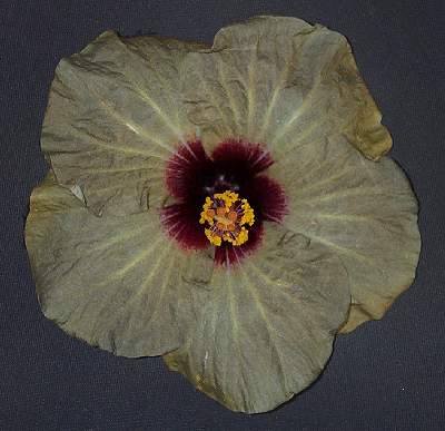 Ninja_Green AllanL.jpg