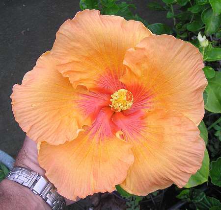 Northern_Light RJ1.jpg