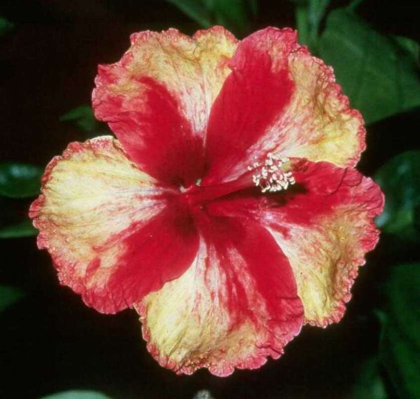 Opening_Act NathanR.jpg