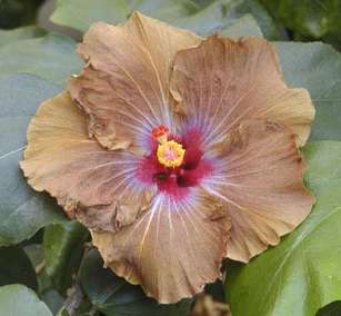 Orville_Davis JimP2.jpg