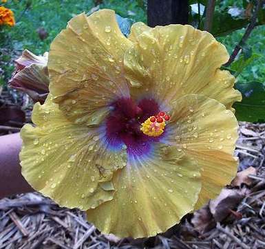 Orville_Davis RMan.jpg