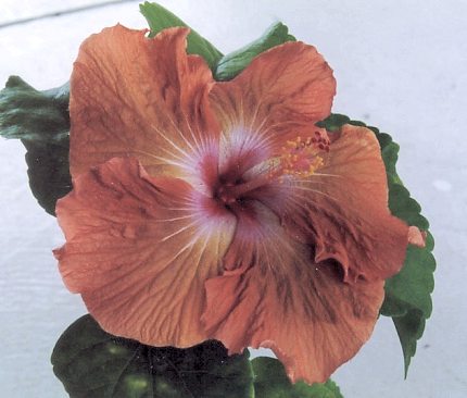 Pacific_Glory TZGxPCP Theo.jpg