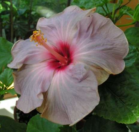 Pacific_Pearl Ursula.jpg