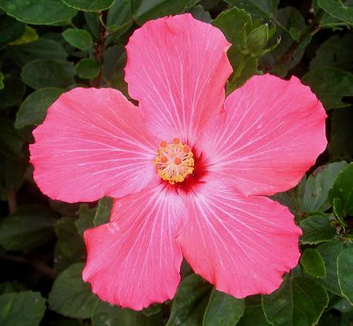 Painted_Lady AKA Rosalie.jpg