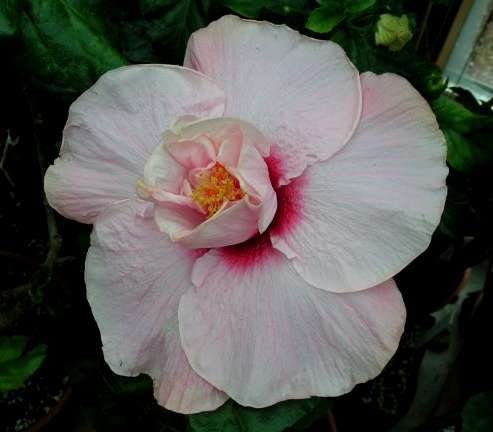 Pandoras_Pearl Ursula.jpg