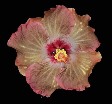 Patchwork Little.jpg