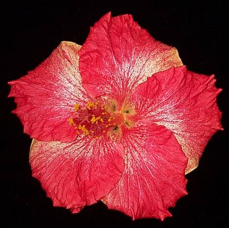 Patricia_Noble-wint JimP.jpg