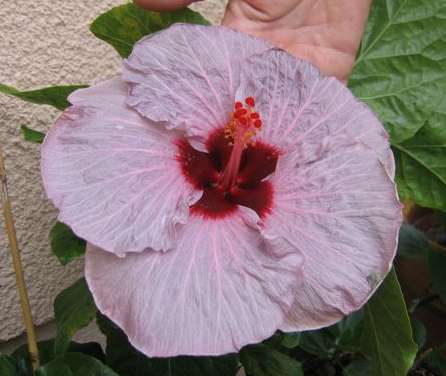 Peggy_Walton Any.jpg