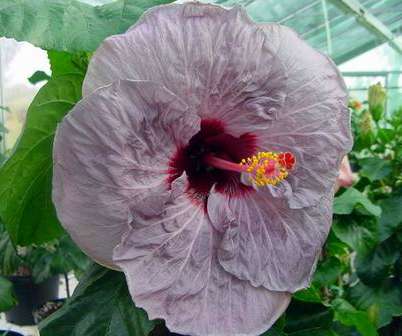 Peggy_Walton Francoise.jpg