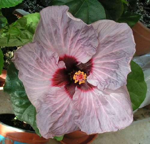 Peggy_Walton Ursula.jpg