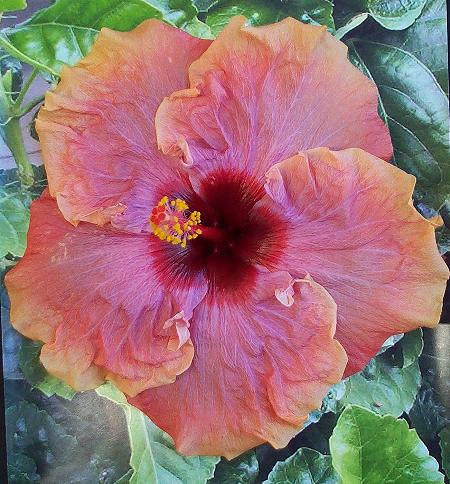 Picture_Perfect JimP.jpg